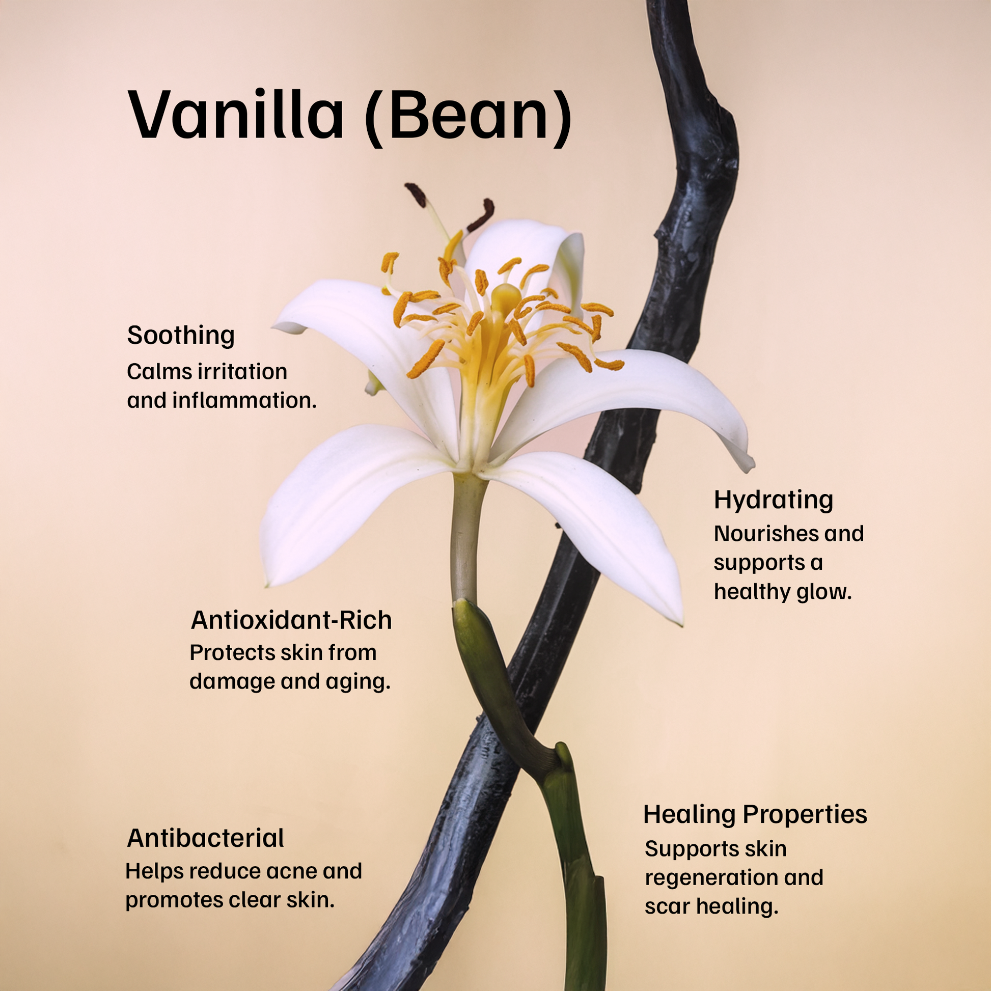 Starseed Skincare Grass-Fed Whipped Tallow Balm Skin Skulpt